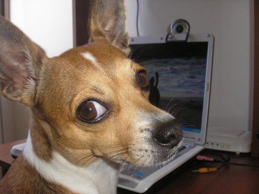 Bayleis es un perros super feliz, le gusta mucho sentarse en las piernas de mi esposo cuando el esta trabajando en el computador. Bayleis es un perros super feliz, le gusta mucho sentarse en las piernas de mi esposo cuando el esta trabajando en el computador.